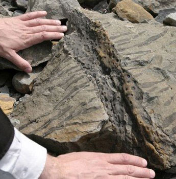Hóa thạch dấu chân động vật nhỏ nhất thế giới 
