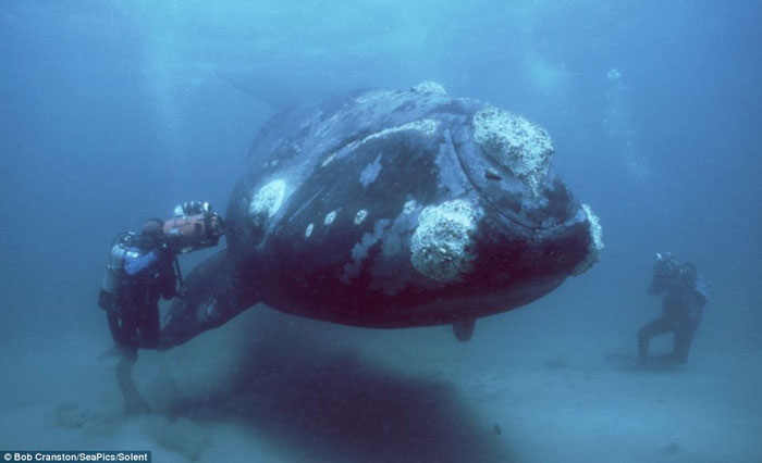 Những sinh vật biển khổng lồ quý hiếm do chuyên gia Hải quân Mỹ chụp 