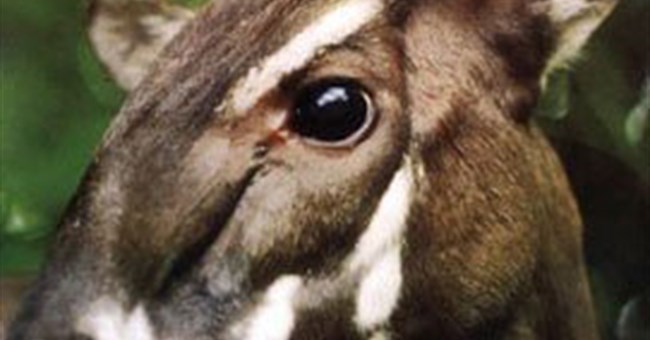 Sao la vào Top 10 loài động vật có vú mới phát hiện