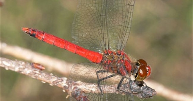 Nguyên nhân biến chuồn chuồn từ vàng thành đỏ 