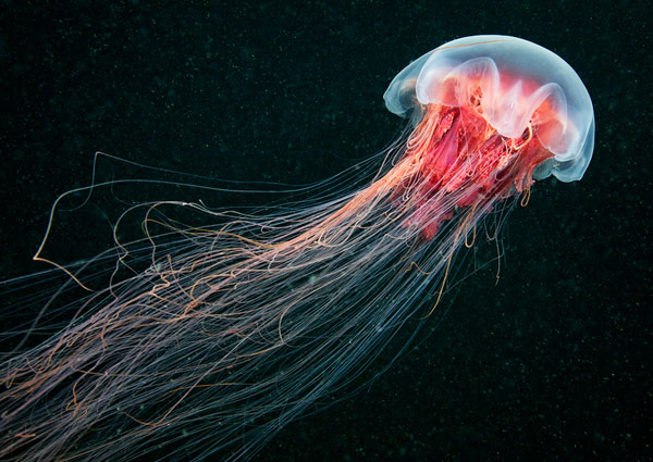 Loài sứa lớn nhất thế giới ở biển Trắng 
