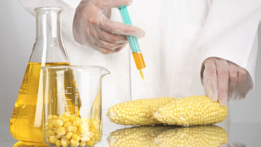 Dùng thực phẩm biến đổi gene dễ bị ung thư 