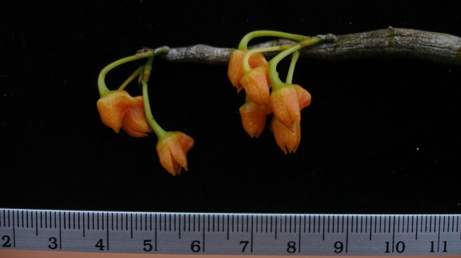 Loài lan mới Dendrobium farinatum 