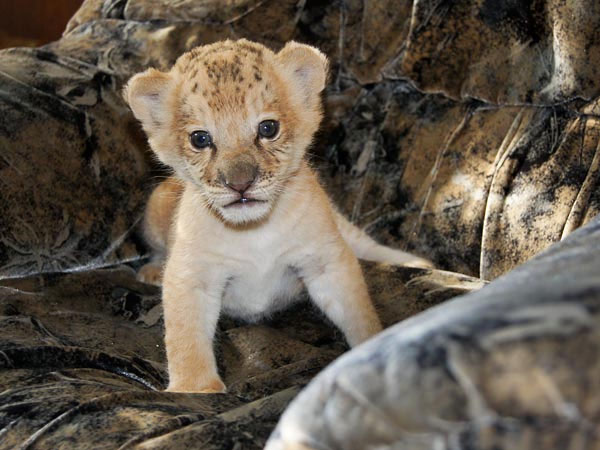 Sư tử hổ đầu tiên sinh con tại Nga