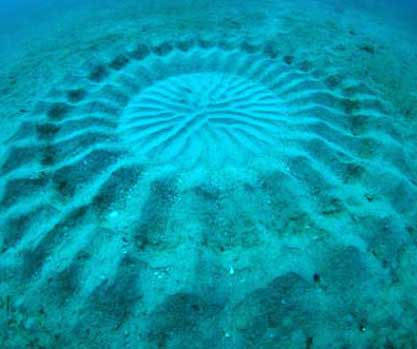 "Vòng tròn bí ẩn" dưới đáy biển do cá tạo nên