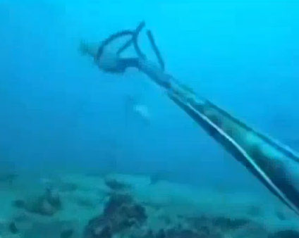 Video: "Quái vật" đại dương cướp cá của thợ lặn