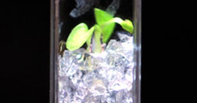 Đất trong suốt như thủy tinh