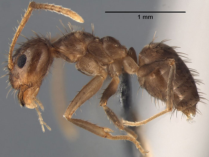 Bí ẩn về loài kiến "điên" đến NASA cũng phải sợ 