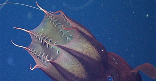 Mực ma cà rồng dọn sạch biển khơi