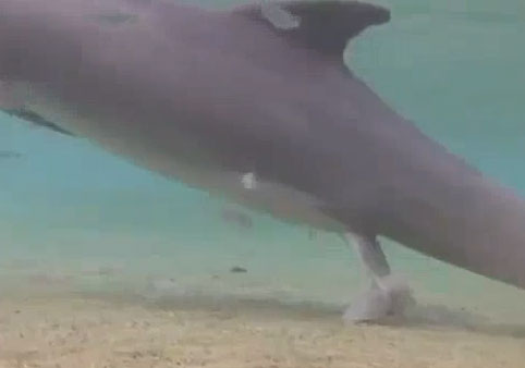 Video: Cảnh tượng hiếm về cá heo sinh con