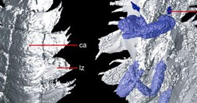Ảnh 3D của nhộng hơn 300 triệu năm