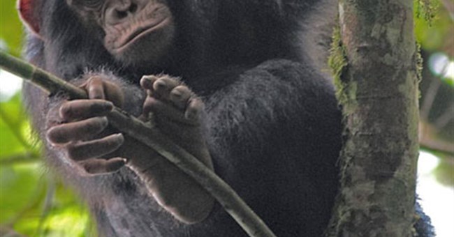 Khỉ dễ mắc bệnh hơn khi ở gần người 