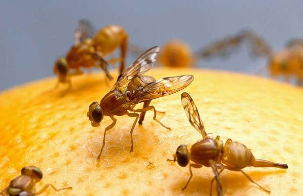 Ruồi đực tự sản xuất chất kích dục để hút ruồi cái 