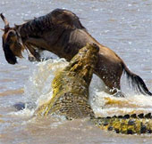 Video: Linh dương đầu bò quật cường thoát hàm cá sấu