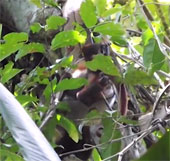 Video: Trăn rình bắt khỉ, nuốt sống ngay trên cây