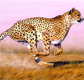 Video: Những bước chạy thần tốc của báo Gepard