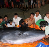 Giải cứu cá voi 2 tấn mắc cạn ở đảo Cô Tô 