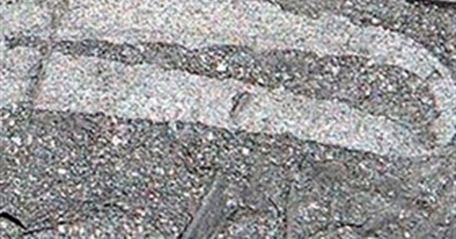 Phát hiện hóa thạch bọ cạp cổ nhất