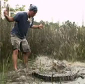 Video: Tay không bắt cá sấu đói