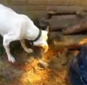 Video: Chó mẹ đào hố chôn con chết vì đói