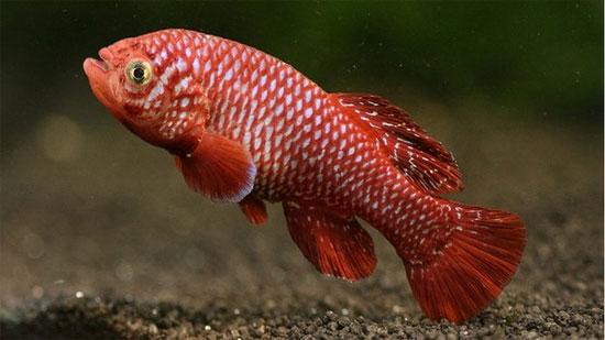 Tăng trưởng chóng mặt như cá châu Phi