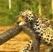 Video: Cuộc chiến của báo đốm và trăn anacoda