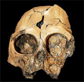 Hóa thạch sọ khỉ 6 triệu năm tuổi tại Trung Quốc