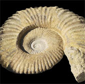 Anh công bố thư viện hóa thạch online đầu tiên
