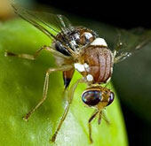 Dùng côn trùng biến đổi gene thay thế hóa chất