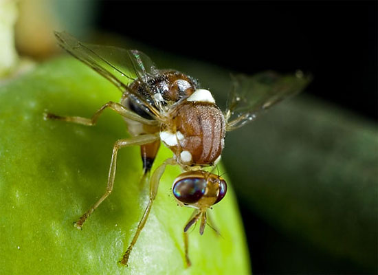 Dùng côn trùng biến đổi gene thay thế hóa chất