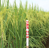 Thái Bình giới thiệu hai giống lúa mới năng suất cao