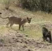 Video: Khỉ đầu chó hùng dũng đuổi sư tử chạy thục mạng