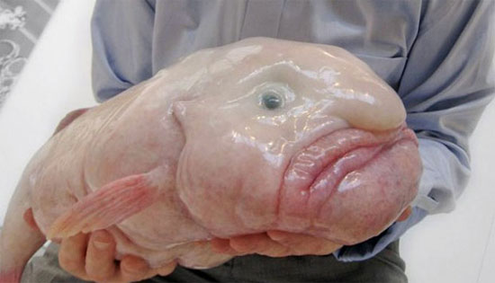 Cá blobfish: Loài vật “xấu xí” nhất Trái đất