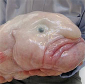 Cá blobfish: Loài vật “xấu xí” nhất Trái đất