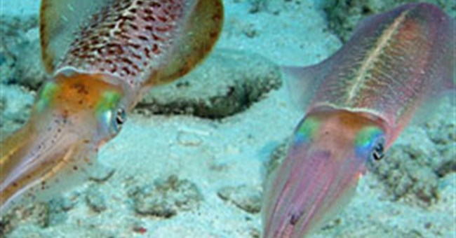 Chế tạo vật liệu ngụy trang lấy cảm hứng từ loài mực