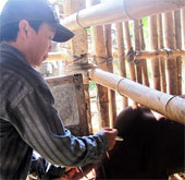Virus lạ tấn công gia súc vùng biên Quảng Nam
