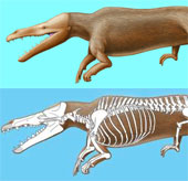 Phát hiện hoá thạch cá voi cổ đại ở sa mạc Peru