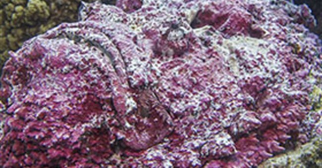 7 sinh vật kỳ dị dưới biển sâu