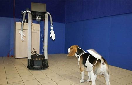 Phát hiện bất ngờ về lòng trung thành của loài chó