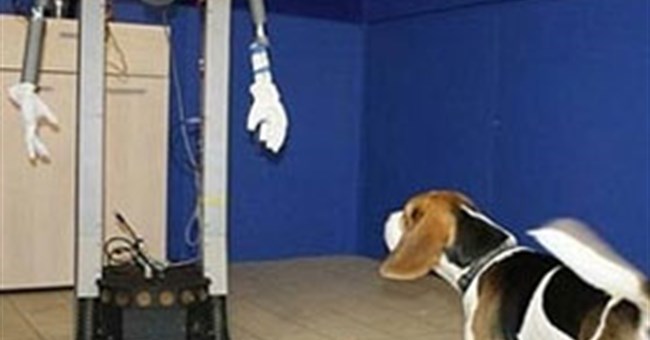 Phát hiện bất ngờ về lòng trung thành của loài chó