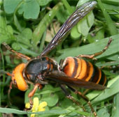 Video: Xem 30 ong khổng lồ tàn sát 30.000 ong mật