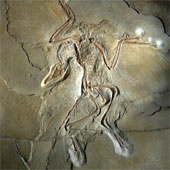 Dữ liệu hóa thạch tiết lộ nguồn gốc của lông chim