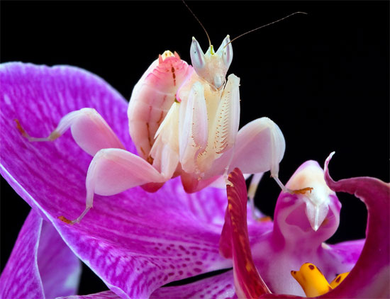 Những khả năng 
