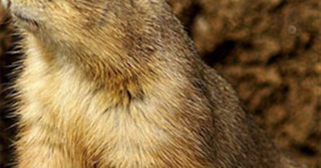 10 con vật biết nói