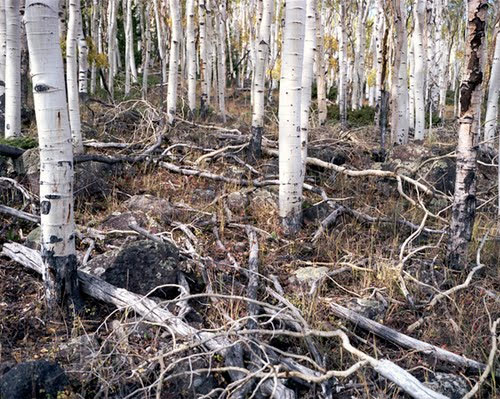 Những sinh vật cổ xưa nhất trên trái đất còn tồn tại ngày nay