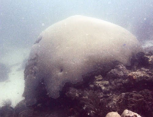 Những sinh vật cổ xưa nhất trên trái đất còn tồn tại ngày nay