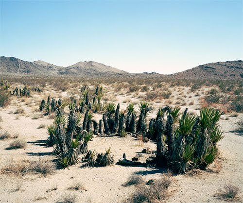 Những sinh vật cổ xưa nhất trên trái đất còn tồn tại ngày nay