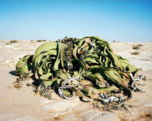 Những sinh vật cổ xưa nhất trên trái đất còn tồn tại ngày nay