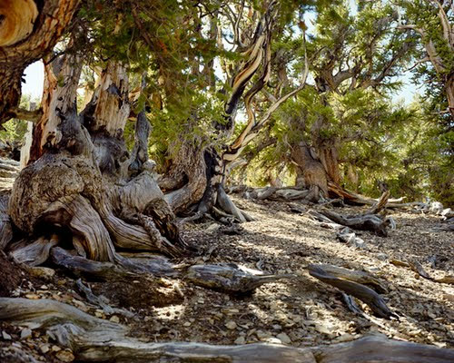 Những sinh vật cổ xưa nhất trên trái đất còn tồn tại ngày nay