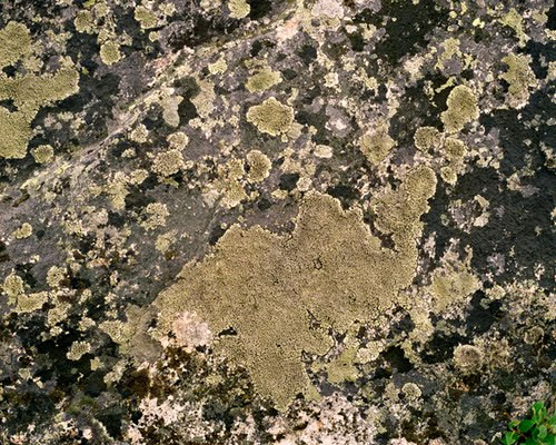 Những sinh vật cổ xưa nhất trên trái đất còn tồn tại ngày nay